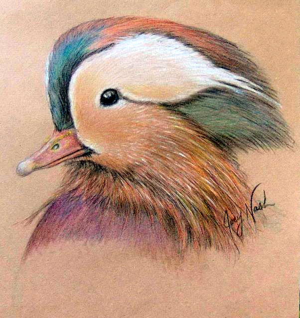 Mandarin Wood Duck