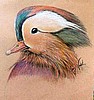 Mandarin Wood Duck